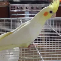 فروش استثنایی بلک فرایدی عروس هلندی|پرنده|تربت جام, فاز ۱ فرهنگیان|دیوار