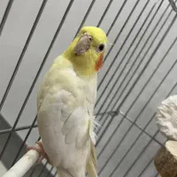 عروس هلندی|پرنده|کرج, شهرک فهمیده|دیوار