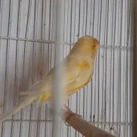 قناری ماده