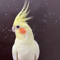 عروس هلندی لوتینو ماده زعفرونی آلبینو بالغ رام رام|پرنده|تهران, شکوفه (عبدل آباد)|دیوار