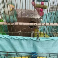 طوطی برزیلی ولد|پرنده|تهران, نیروی دریایی|دیوار