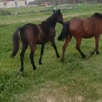 مادیان با کره نر