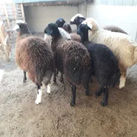 ۶ راس توقلی ۳ ماه آبست سونو شده جفتی