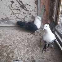 کلاغ اصلی|پرنده|نیشابور, دهنو|دیوار