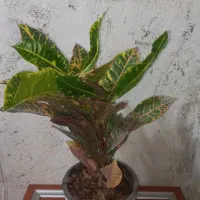 کرتون بار جدید رسید