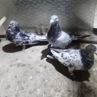 کبوتر سار|پرنده|خان ببین, |دیوار