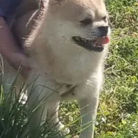 میکس پامر وشیتزو