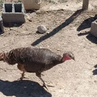 بوقلمون و اردک اسراییلی