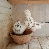 کبوتر گرفته مهرخورده|پرنده|رشت, سیا اسطلخ|دیوار