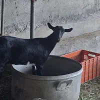 صلاله آبستن