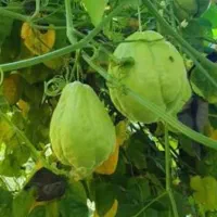 میوه خارجی|خوردنی و آشامیدنی|قم, خندق|دیوار