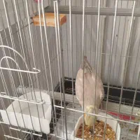 یک عدد عروس هلندی ماده