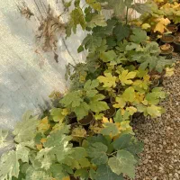 گل و گیاه|گل و گیاه طبیعی|ورامین, ورامین|دیوار