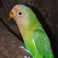 کوتوله چشم حلقه‌ای تازه دونخور شده آماده دستی شدن