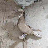 پشت.طوقی..زرد|پرنده|مشهد, هفت تیر (نه دره)|دیوار