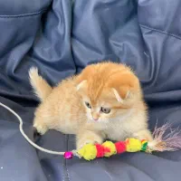 بریتیش اسکاتیش گلد