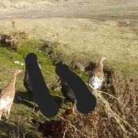 جوجه بوقلمون