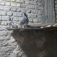 کبوتر|پرنده|شیراز, بهارستان|دیوار