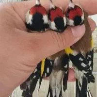 سهره و گلبسر درجه یک|پرنده|ملایر, |دیوار