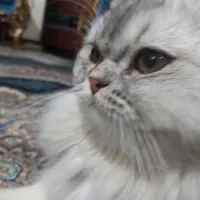 گربه نژاد هیمالین معاوضه|گربه|اندیشه, |دیوار