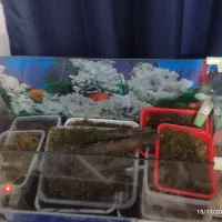 آکواریم شیشه خم