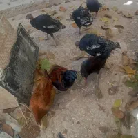 فروشی خروس 4عدد وار 2عدد 3عدد بوقلمون|حیوانات مزرعه|نورآباد, |دیوار