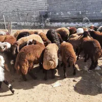 گوسفند و بره نر برای قربانی|حیوانات مزرعه|اردبیل, |دیوار