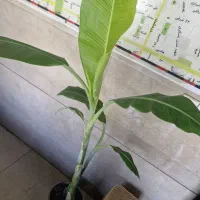 نهال موز