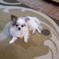 شیواوا جیبی شی واوا شیهواهوا چیواوا شی هواهوا چی