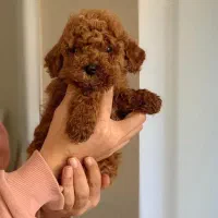 توی و تاینی پودل