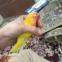 طوطی کوتوله