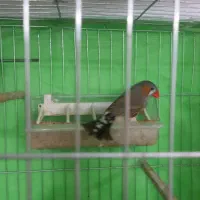 فنج نرمست آماده