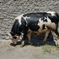 گوساله