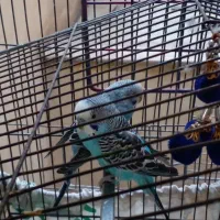 دو عدد مرغ عشق