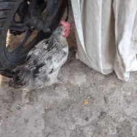 فروش تعدادی مرغ و خروس|حیوانات مزرعه|شهریار, شهریار|دیوار