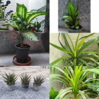 دیفن ،سانسوریا ، انواع گل