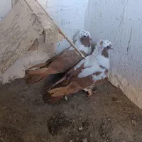 ککیلی معاوضه...|پرنده|اردبیل, |دیوار