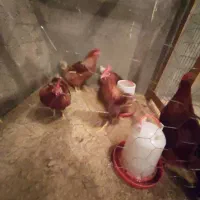 معاوضه خروس با سگ نگهبان|حیوانات مزرعه|دهگلان, |دیوار