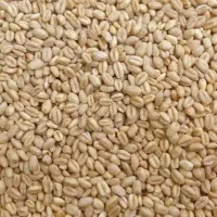 گندم بذر اصلاح شده