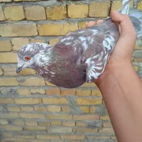 کبوتر ساعتی