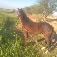 فروش اسب نریون