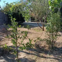باغچه ۵۰۰ متری منطقه سرسبز روستای اندرخ|فروش زمین و ملک کلنگی|مشهد, تبادکان|دیوار