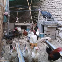 مرغ و خروس . تاقچه لهستانی|حیوانات مزرعه|مشهد, كنويست|دیوار
