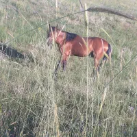 اسب کورد|اسب و تجهیزات اسب‌سواری|ارومیه, |دیوار