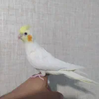 جوجه عروس هلندی