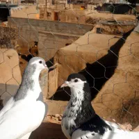 کبوتر خوب.|سگ|نیشابور, مازول|دیوار