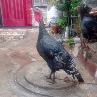 فروش پرنده وحیوان|حیوانات مزرعه|علیآباد کتول, |دیوار