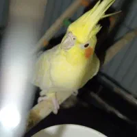 عروس ماده دستی بشرط 1سالو نیم سالم