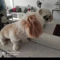 سگ شیتزو فلت اصیل|سگ|مشهد, نوده|دیوار