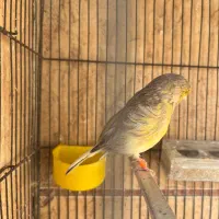 قناری|پرنده|محمدیه-قزوین, |دیوار